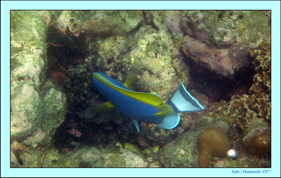 2011 - 03 - Koh Ngai 118